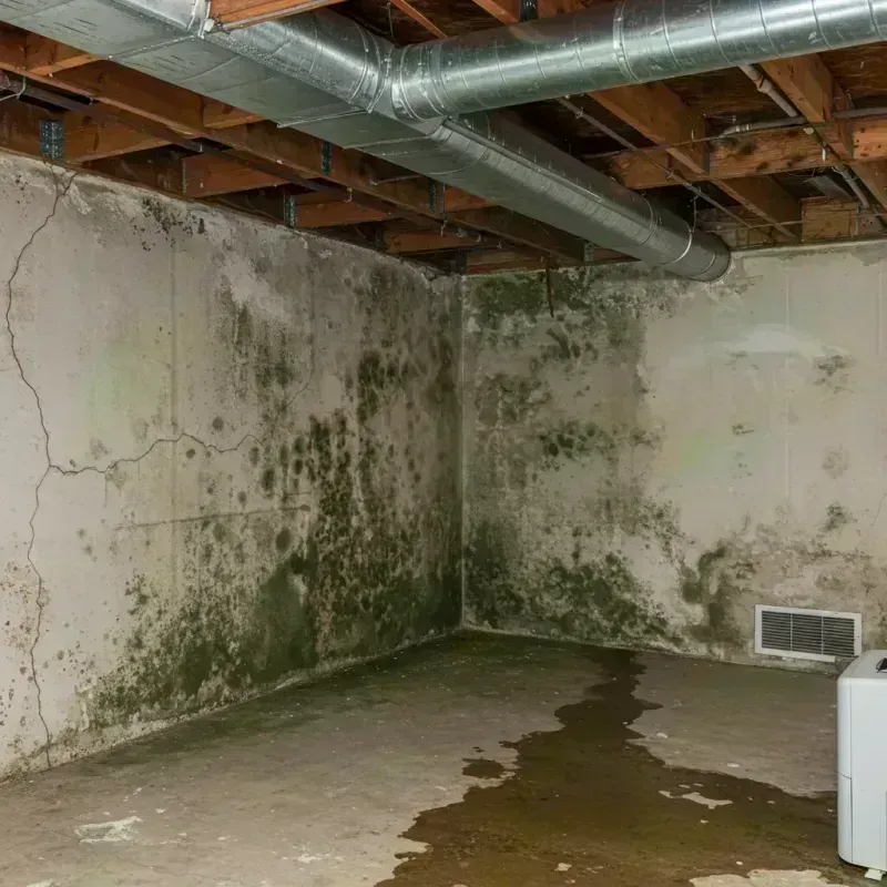 Professional Mold Removal in Meade County, KS